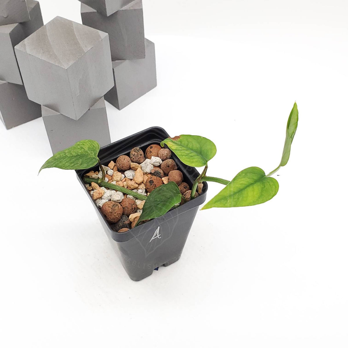 Epipremnum Pinnatum Mint - Rare - Jiffy Plants