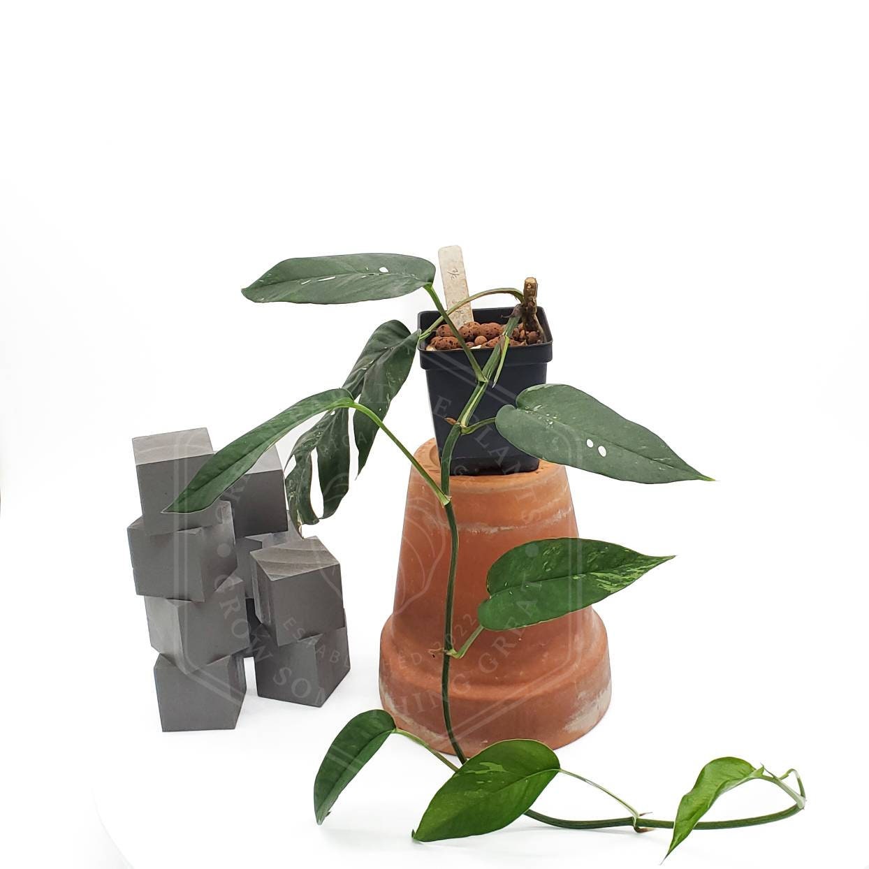 Epipremnum pinnatum --Albo Pothos-- - Garden Center – Lone Star