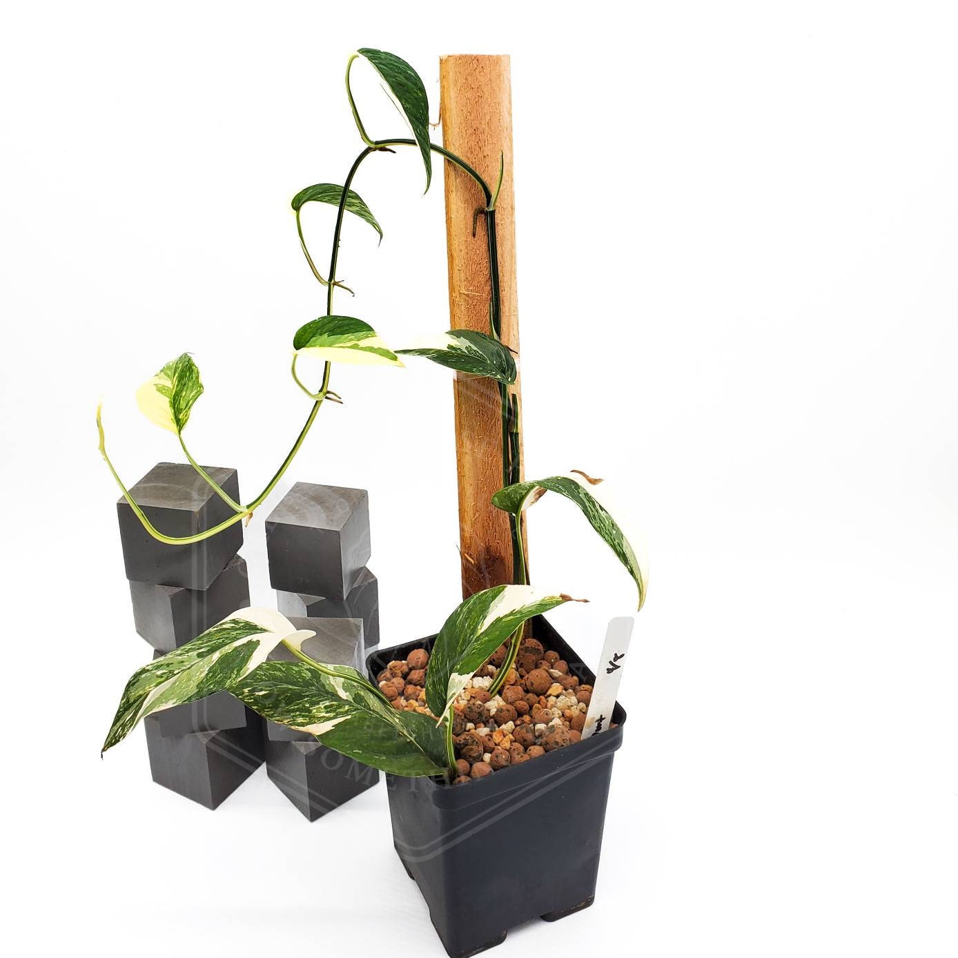Epipremnum Pinnatum Albo #1 – Plant Friends ATL